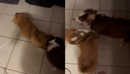 Curvyllama - Video Leaks #15