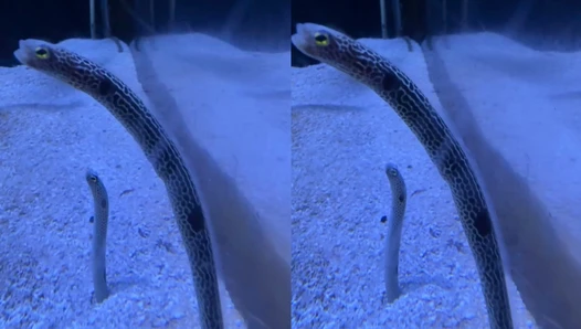 urlittlelia - Video Leaks #82