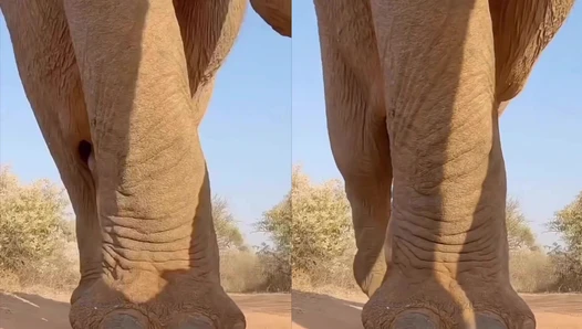 bebahanofficial - Video Leaks #10