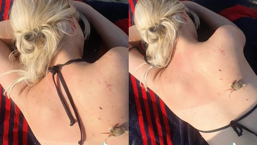 playful_innocence - MediumslateblueExtrasmallYellowwhitebutterfly